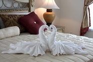 Swans